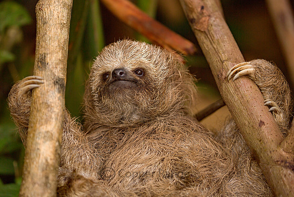 Juvenile Three-toed Sloth, Costa Rica