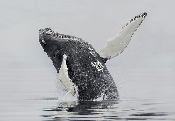 North Atlantic Humpback Whale