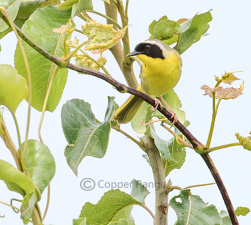 Common Yellowthroat - Male