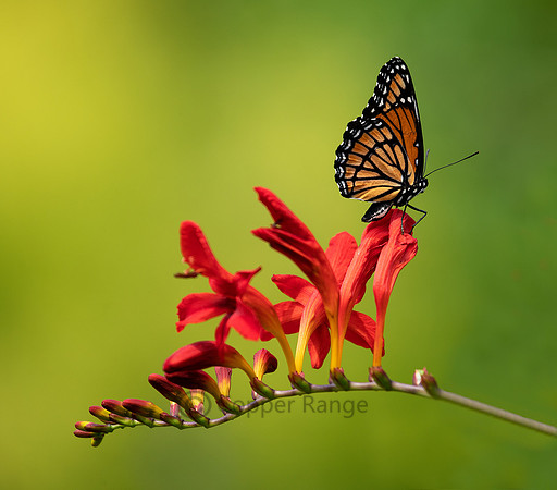 Viceroy Butterfly
