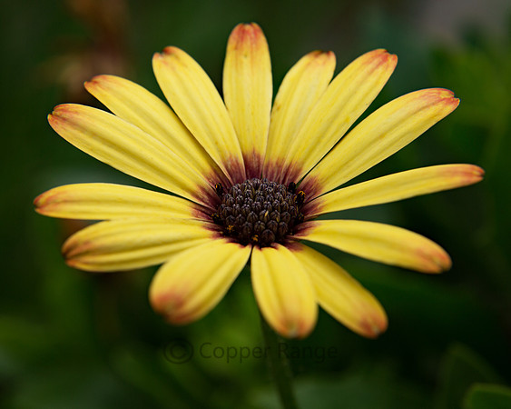 African Daisy