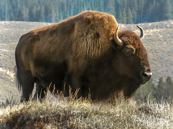 Yellowstone Bison