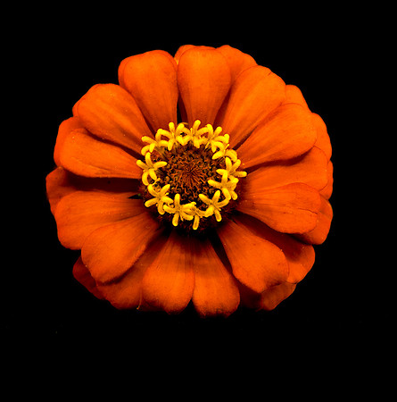 The Posy