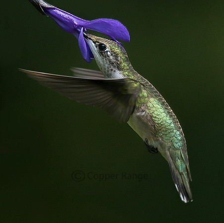 Ruby-throated Hummingbird
