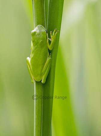 Green Tree Frog