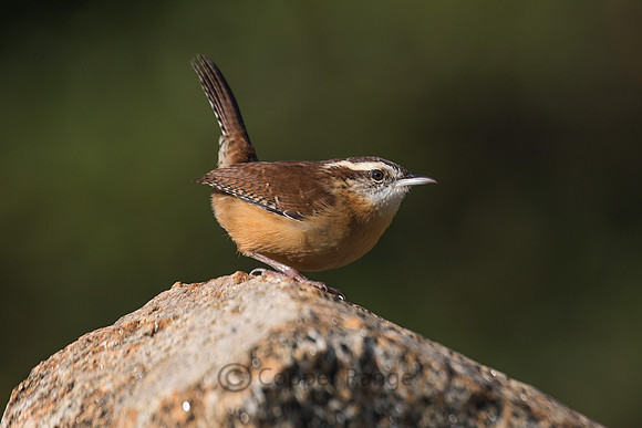 Carolina Wren
