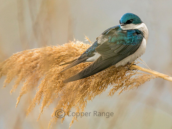 Tree Swallow
