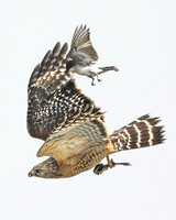 Survival - Red-Shouldered Hawk and Eastern Kingbird