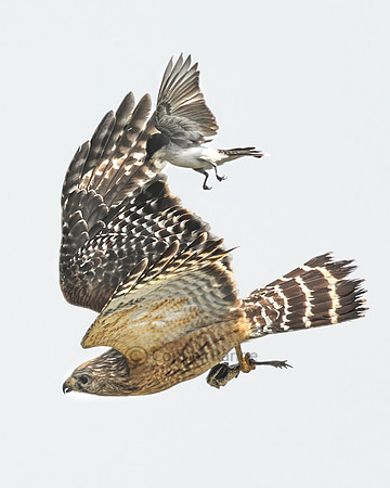 Survival - Red-Shouldered Hawk and Eastern Kingbird