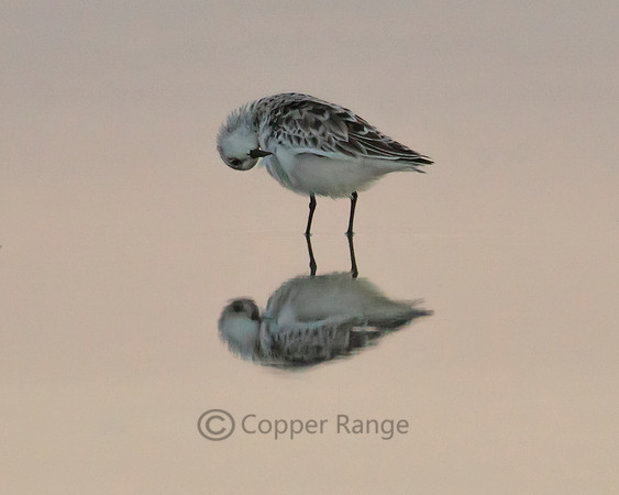 Sanderling