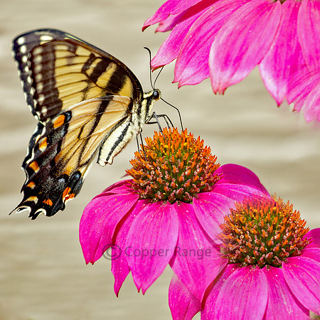 Pretty in Pink - Tiger Swallowtail on Coneflower