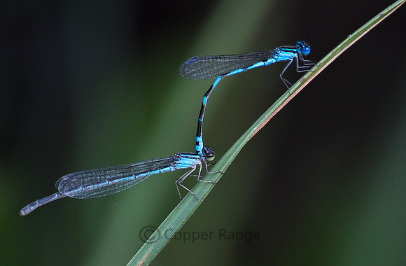 Big Bluet