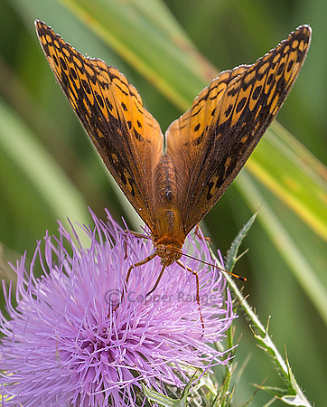Great Spangled Fritillary