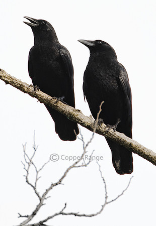 American Crow
