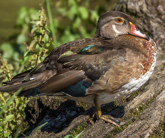 Female Wood Duck