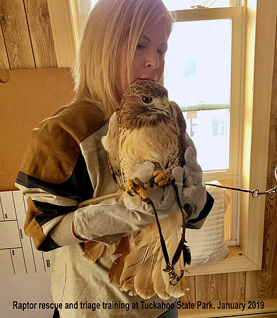 Donna Cole at Raptor Rescue Training 2019