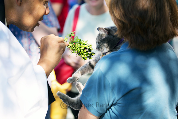 Blessing of the Animals - Washington National Cathedral