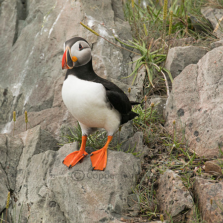 Atlantic Puffin