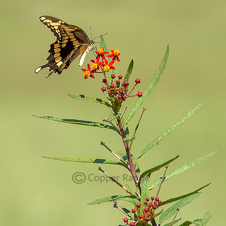 Giant Swallowtail Butterfly