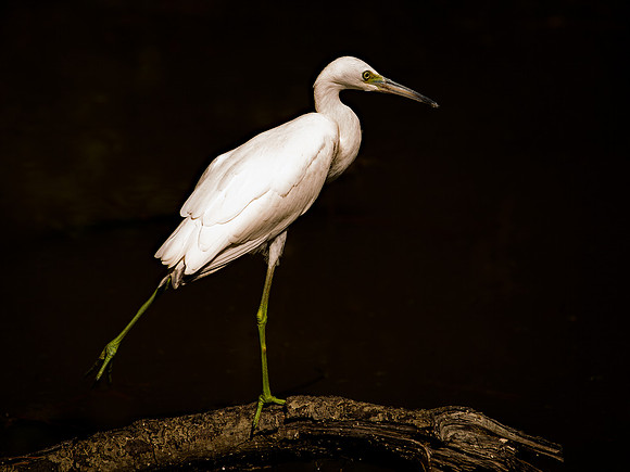 Steady - Juvenile little blue heron