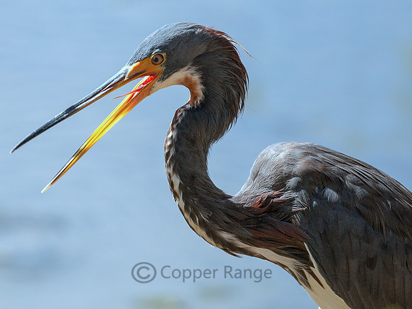 Tricolored Heron - Adult, non-breeding