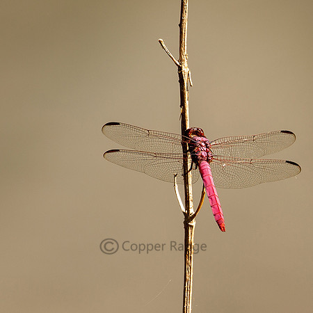 Roseate Skimmer Dragonfly