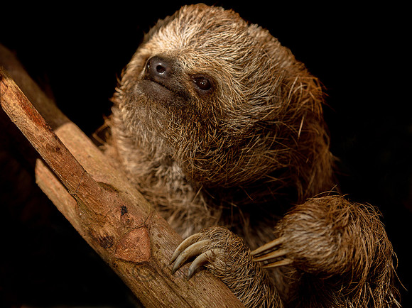 Watch Over Me - Juvenile Three-toed Sloth Costa Rica