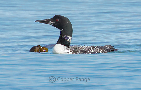 Adult Loon