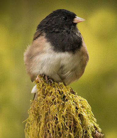 Dark Eyed Junco - Oregon