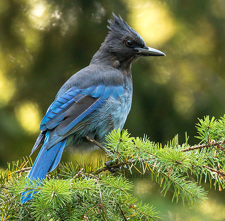 Steller Jay