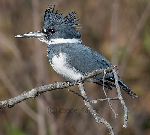 Adult Male Belted Kingfisher