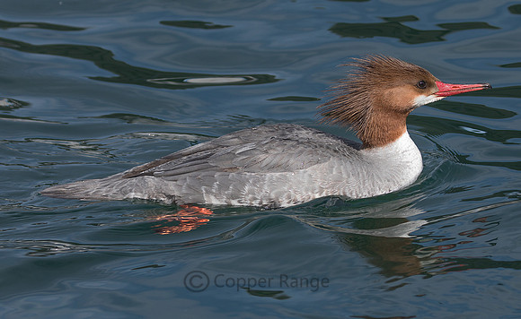 Common Merganser - Female