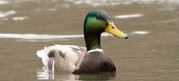 Male Mallard Duck
