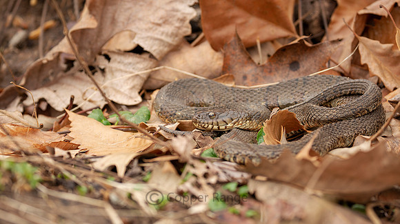 Northern Water Snake