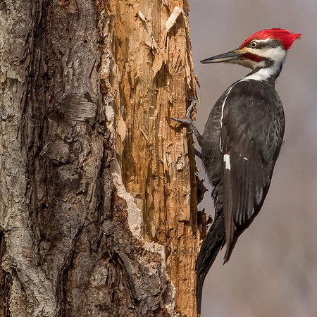 Male Pileated Woodpecker