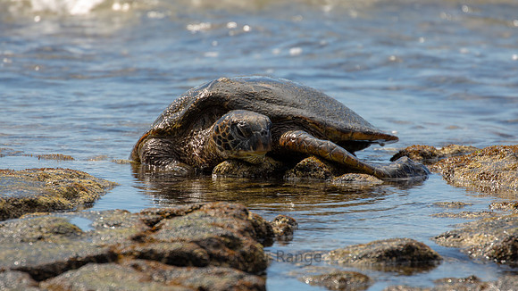 Green Turtle, Kaloko-Honokohau National Historical Park, Big Island Hawaii