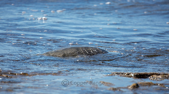 Green Turtle Number 174, Kaloko-Honokohau National Historical Park