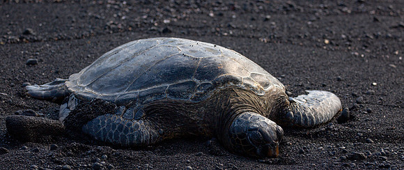 Green Turtle, Black Sand Beach Hawaii