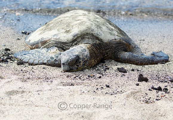 Green Turtle, Kaloko-Honokohau National Historical Park, Big Island Hawaii