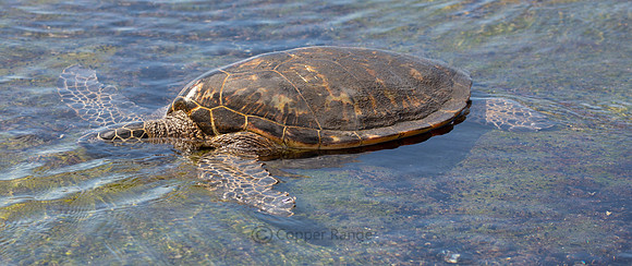 Green Turtle, Kaloko-Honokohau National Historical Park