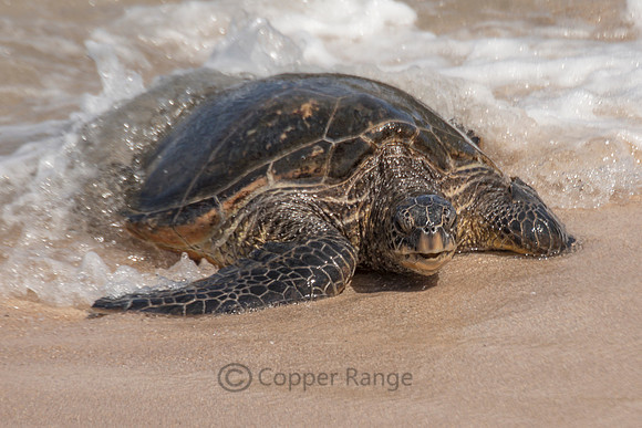Green Turtle
