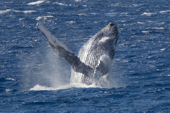 Pacific Humpback Whale