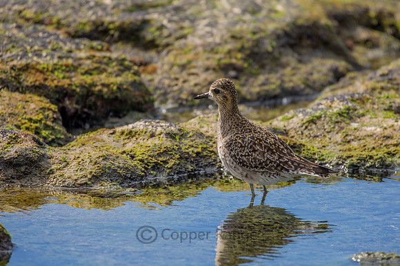 Pacific Golden Plover