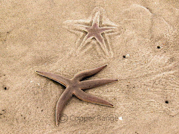 Sea Stars