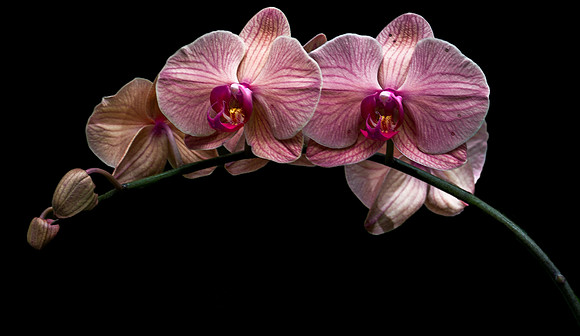 Orchid Portrait