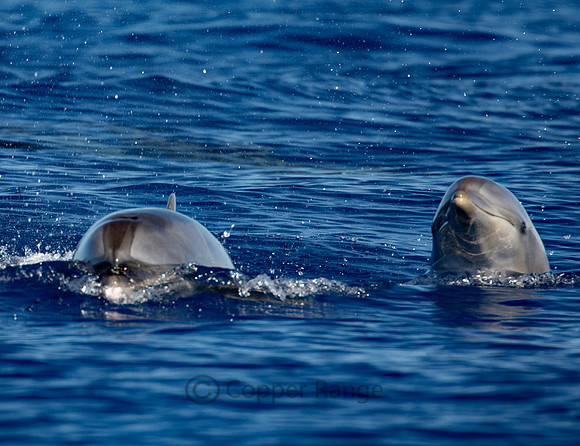 Pacific Bottlenose Dolphin - Big Island, Hawaii