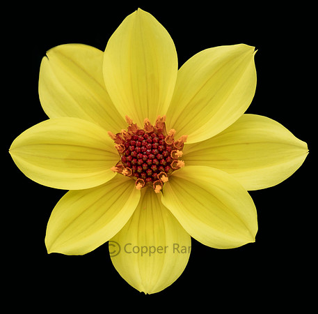 The Art of Flowers