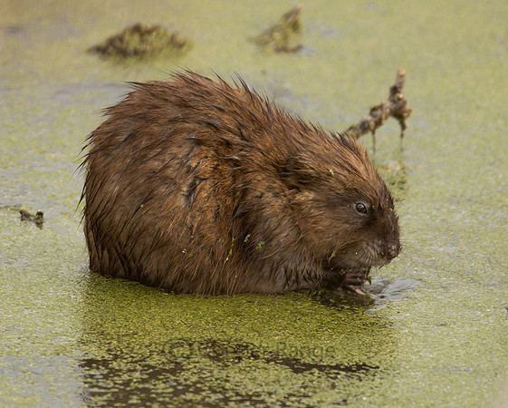 Muskrat