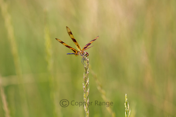 Halloween Pennant Dragonfly - Male