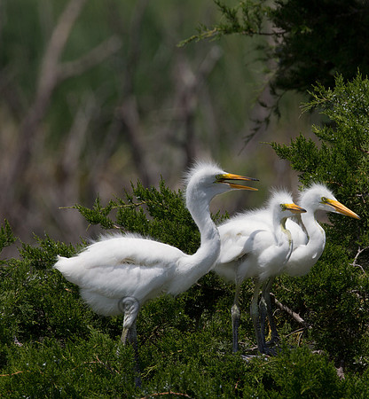 Great Egret Nestlings